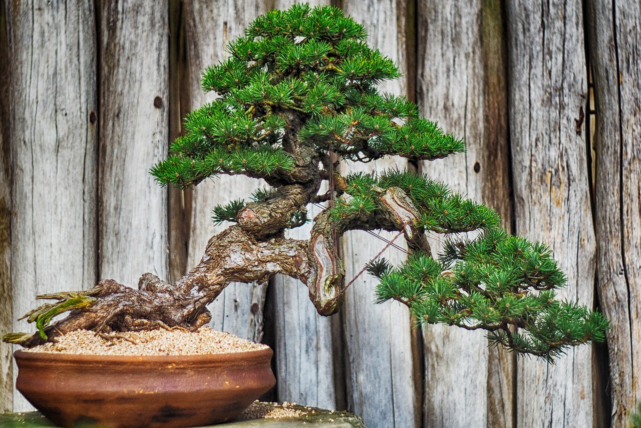 Master the Craft: Bonsai Tree Carving